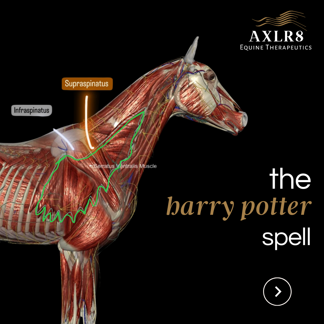 The Harry Potter spell