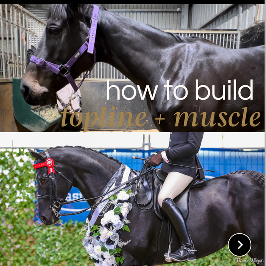 How to build topline and muscle in your horse