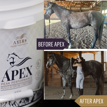 APEX™ Muscle and Topline Conditioner