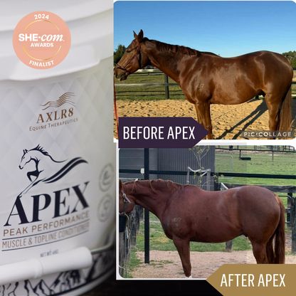 APEX™ Muscle and Topline Conditioner