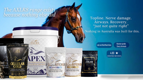 Axr 8 AXLR8 Equine