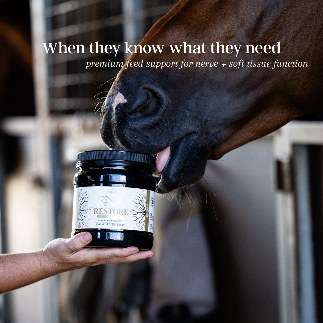 Horse sniffing a jar labeled 'Restore' held by a person, with text about premium feed support for nerve and soft tissue function.