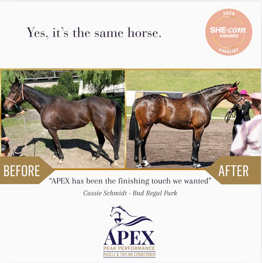 APEX™ Muscle and Topline Conditioner