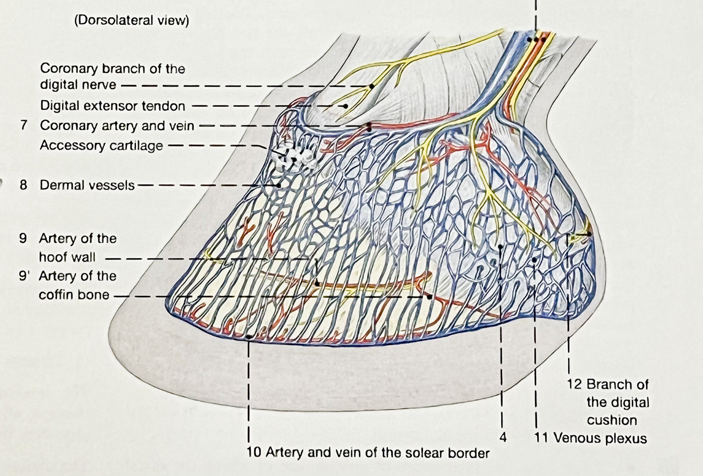 AXLR8 Hoof Boots